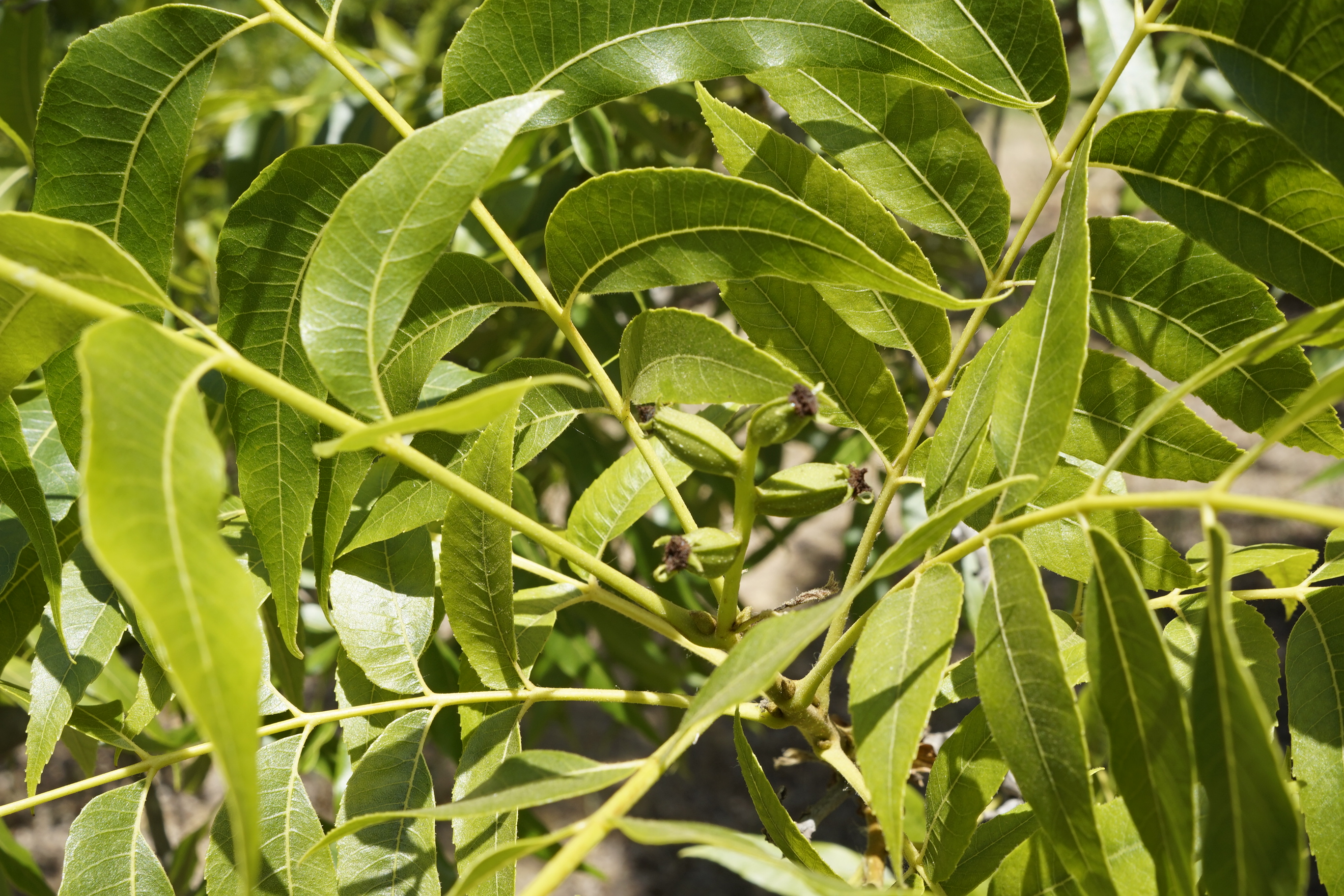 Huerto de pecanos